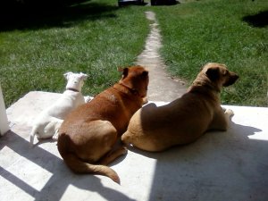 front porch dogs